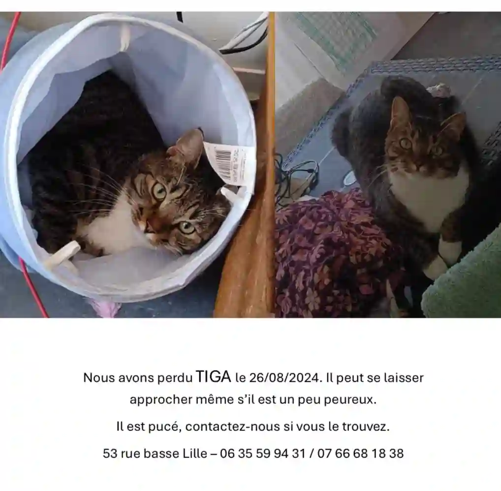 Chat Trouvé 59 Nord Lille - Tiga