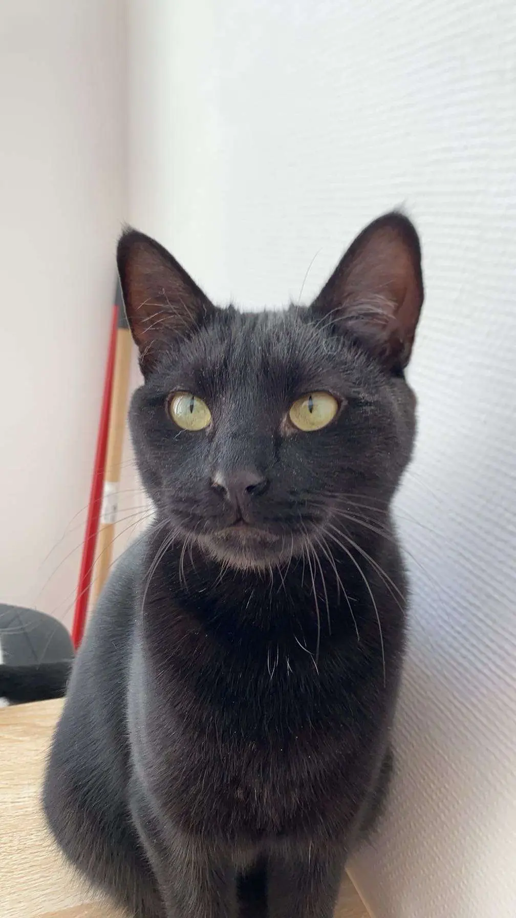 chat reunited 71 Boulevard de Lyon 59100 Roubaix Toby