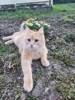 Chat Trouvé 67 Bas-Rhin - Gimli