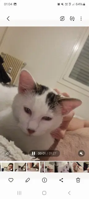 chat reunited    Strasbourg Lumy