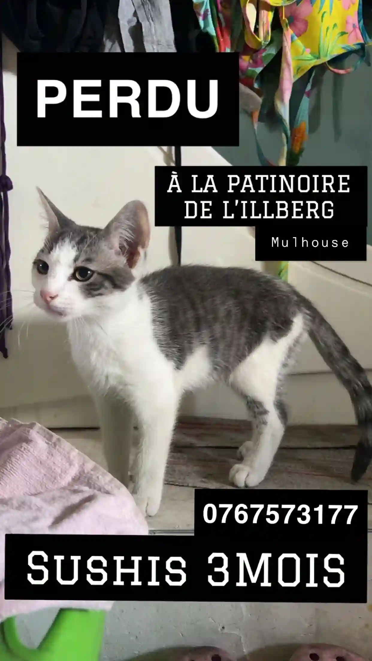 Chat Trouvé 68 Haut-Rhin Mulhouse - Sushis