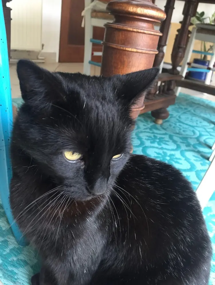 chat reunited   86170 Neuville-de-Poitou Milic