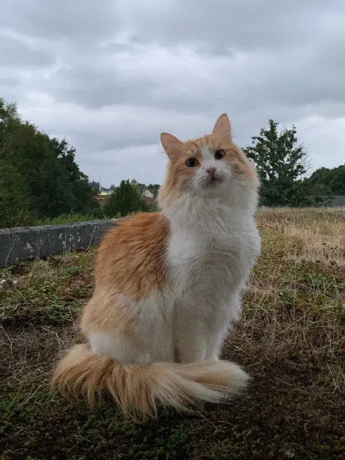 Chat Trouvé 87 Haute-Vienne - Tchiko