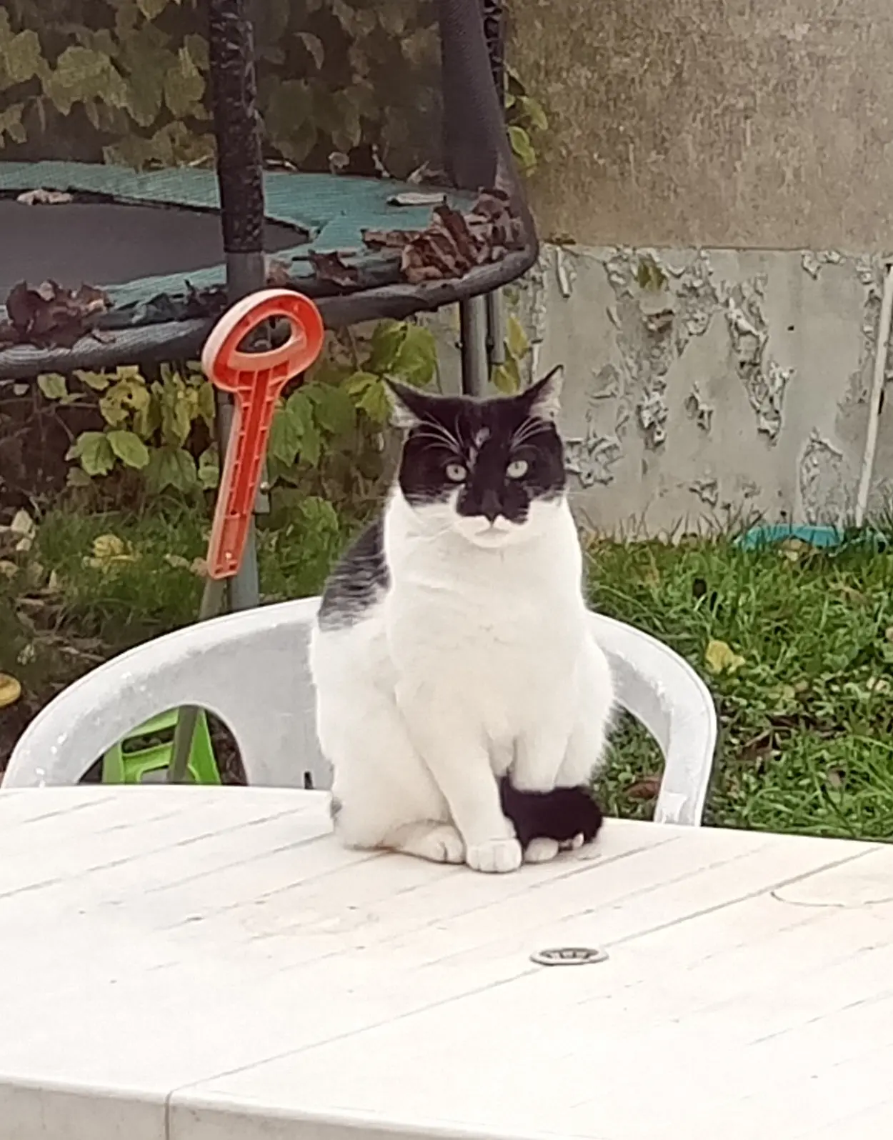 Chat Trouvé 91 Essonne - Filou