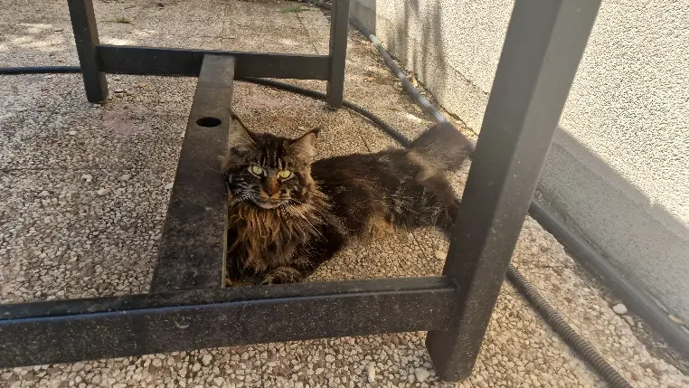 Chat Trouvé 91 Essonne