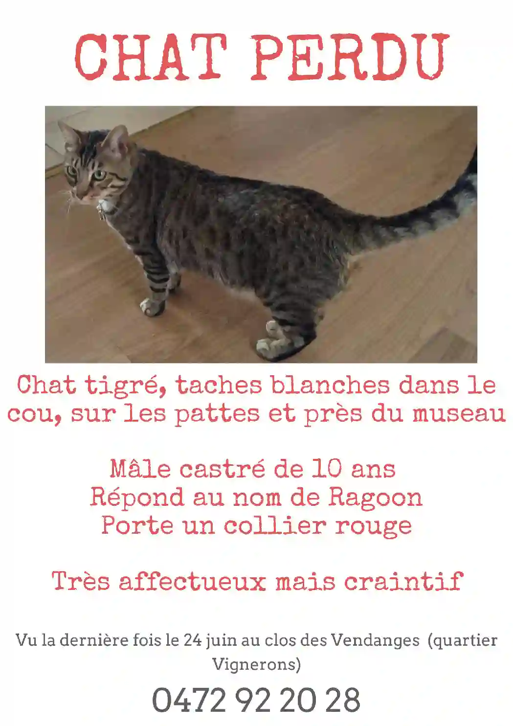 Chat Trouvé BE-WNA Namur Namur - Rangoon