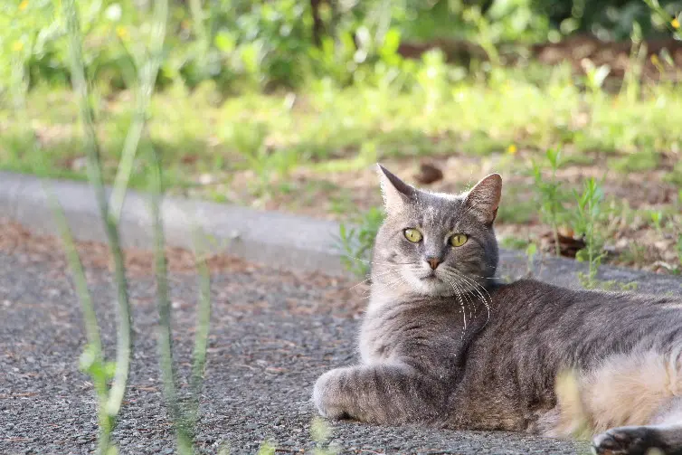 Chat Trouvé 33 Gironde