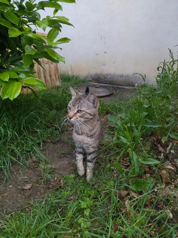 Chat Trouvé 71 Saône-et-Loire