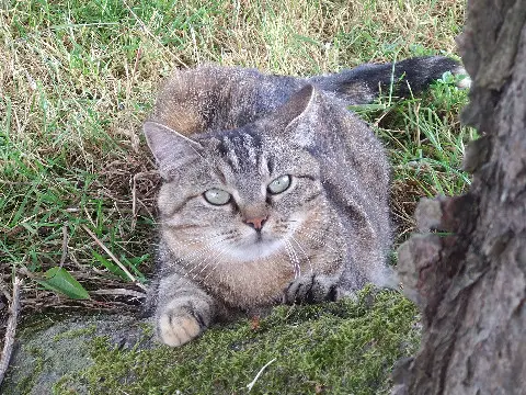 Chatte Perdue 08 Ardennes - Nala