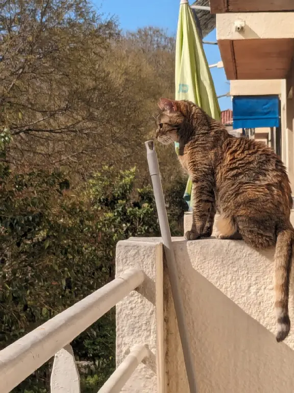 Chatte Perdue 13 Bouches-du-Rhône Marseille - Izzie