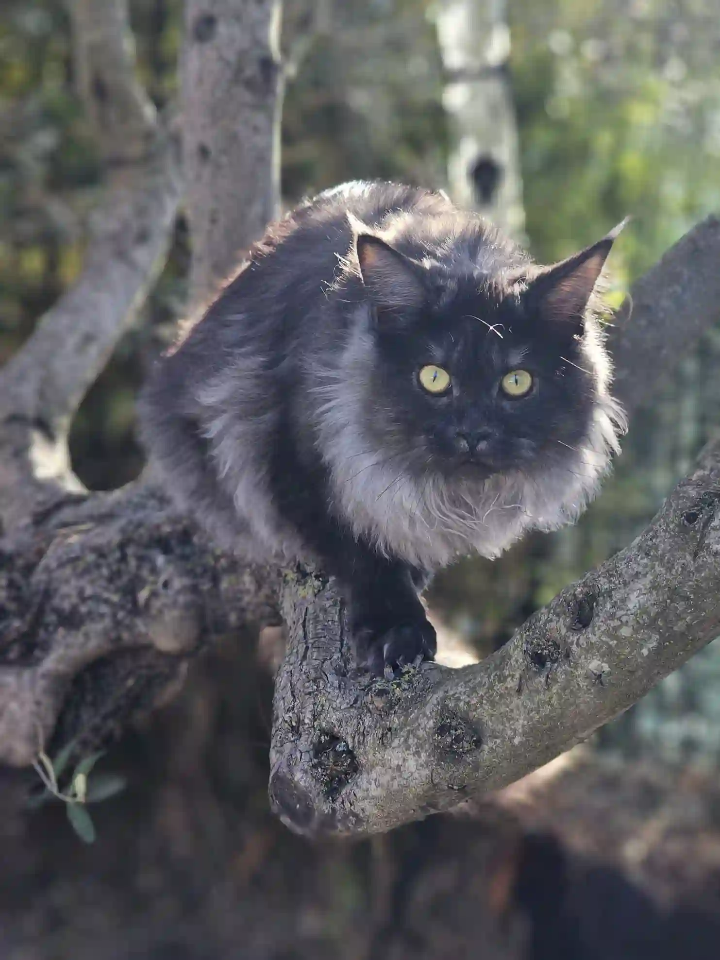 Chatte Perdue 13 Bouches-du-Rhône - Usy