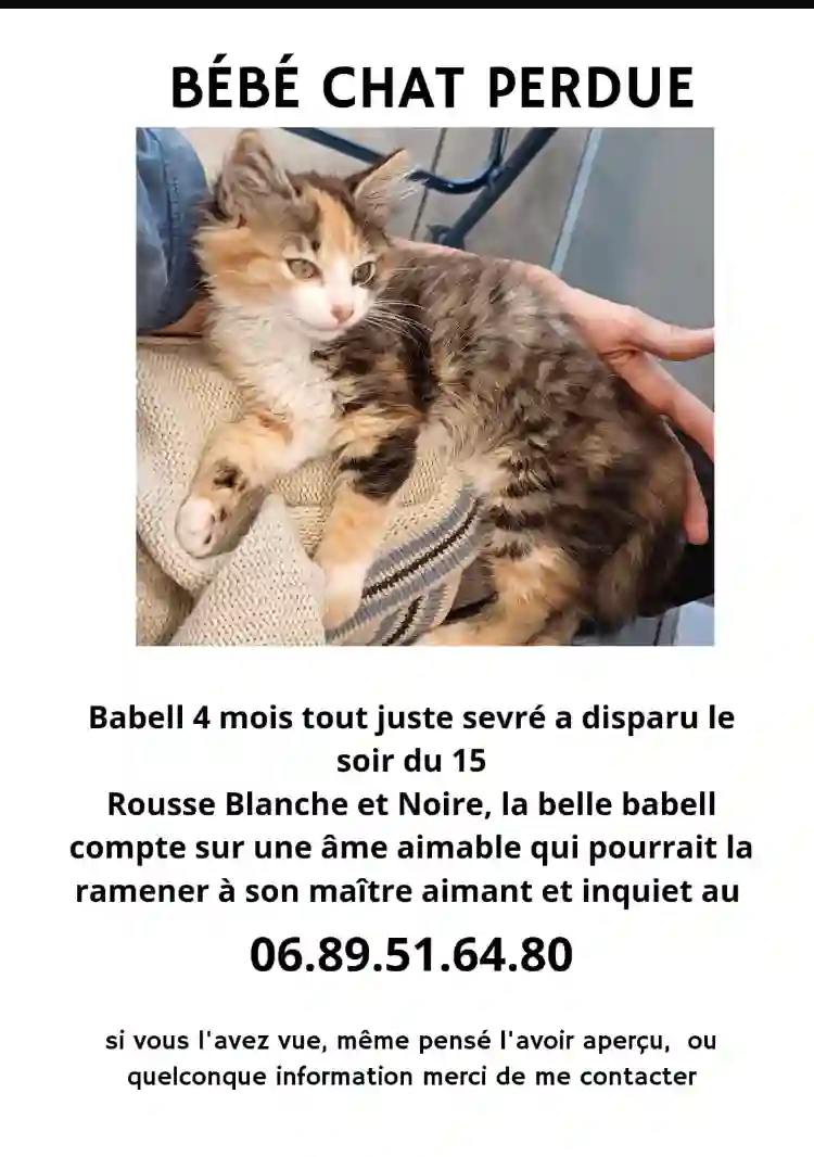 Chatte Perdue 15 Cantal - Babell