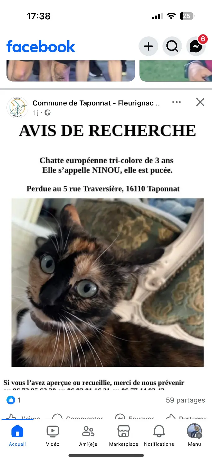 Chatte Perdue 16 Charente Taponnat-Fleurignac - Ninou