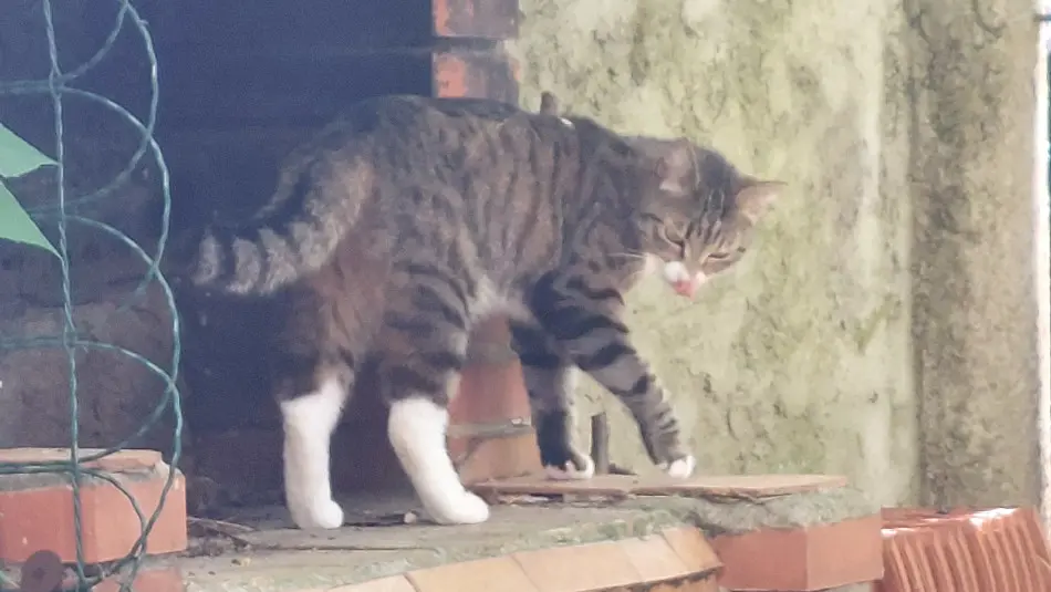 Chatte Perdue 17 Charente-Maritime - Réglisse