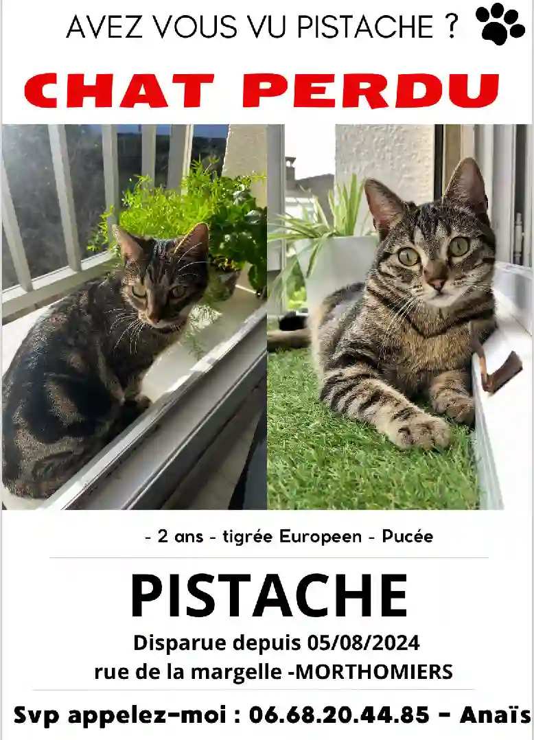 Chatte Perdue 18 Cher - Pistache