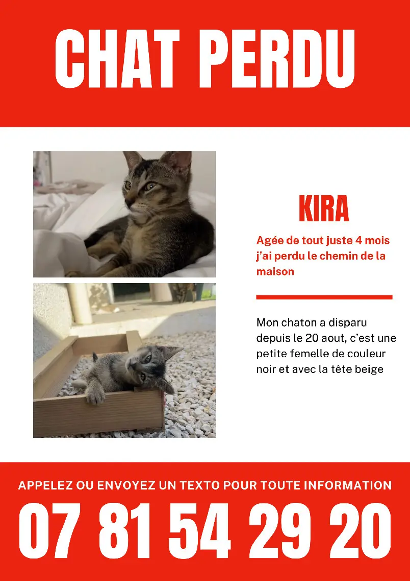 Chatte Perdue 26 Drôme