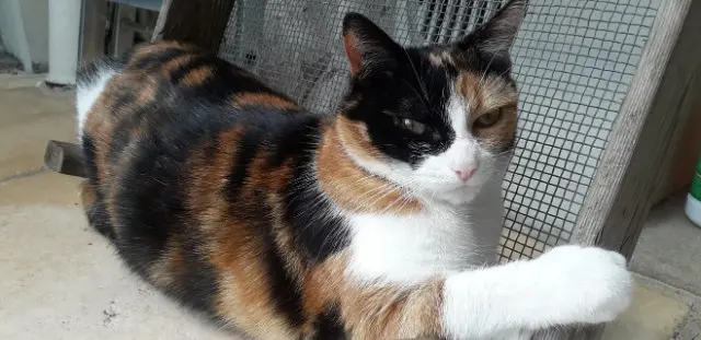 chatte lost   27300 Bernay Chipie