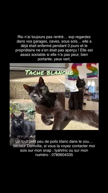 cat lost    Mesnils-sur-Iton Rio