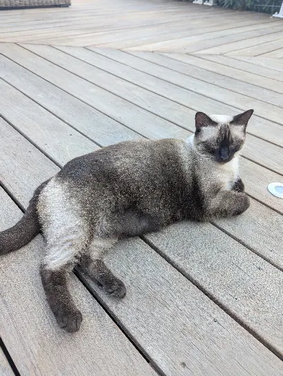 Chatte Perdue 2A Corse-du-Sud - Lily