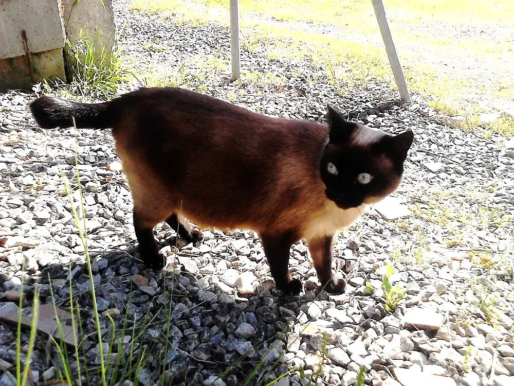 Chatte Perdue 31 Haute-Garonne - Maïa