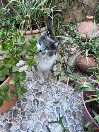 chatte lost   31100 Toulouse Zoé 