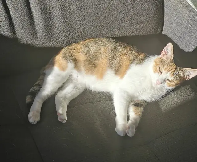 cat lost   33360 Camblanes-et-Meynac Papaye