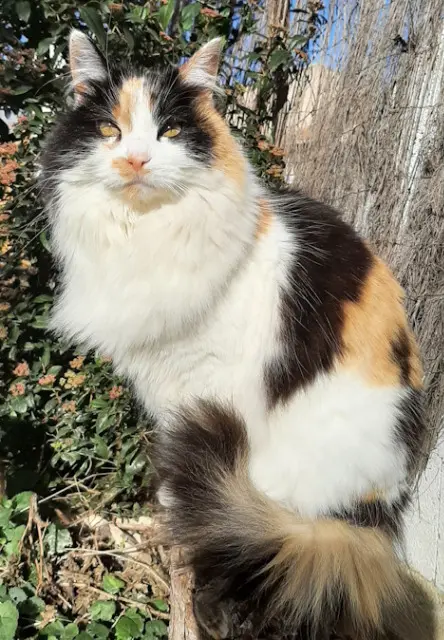 chatte lost   34480 Saint-Geniès-de-Fontedit Caly