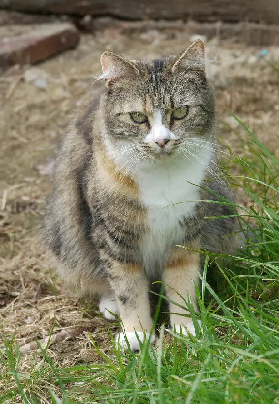 Chatte Perdue 35 Ille-et-Vilaine Rennes - Minette