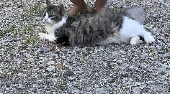 Chatte Perdue 35 Ille-et-Vilaine - Taïgi