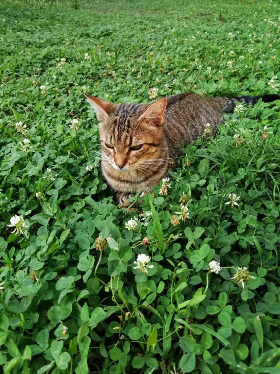 Chatte Perdue 38 Isère - Max