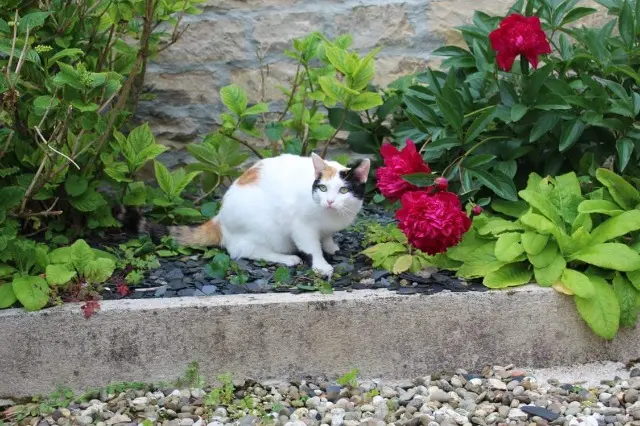 chatte lost   39000 Lons-le-Saunier Romy