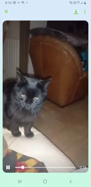 chatte lost   42800 Rive-de-Gier Salem