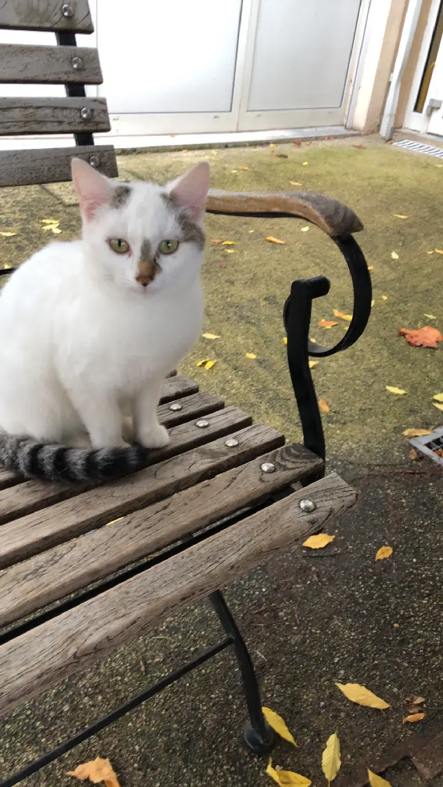 chatte lost  Rue de l'Hôtel de Ville 43230 Paulhaguet 