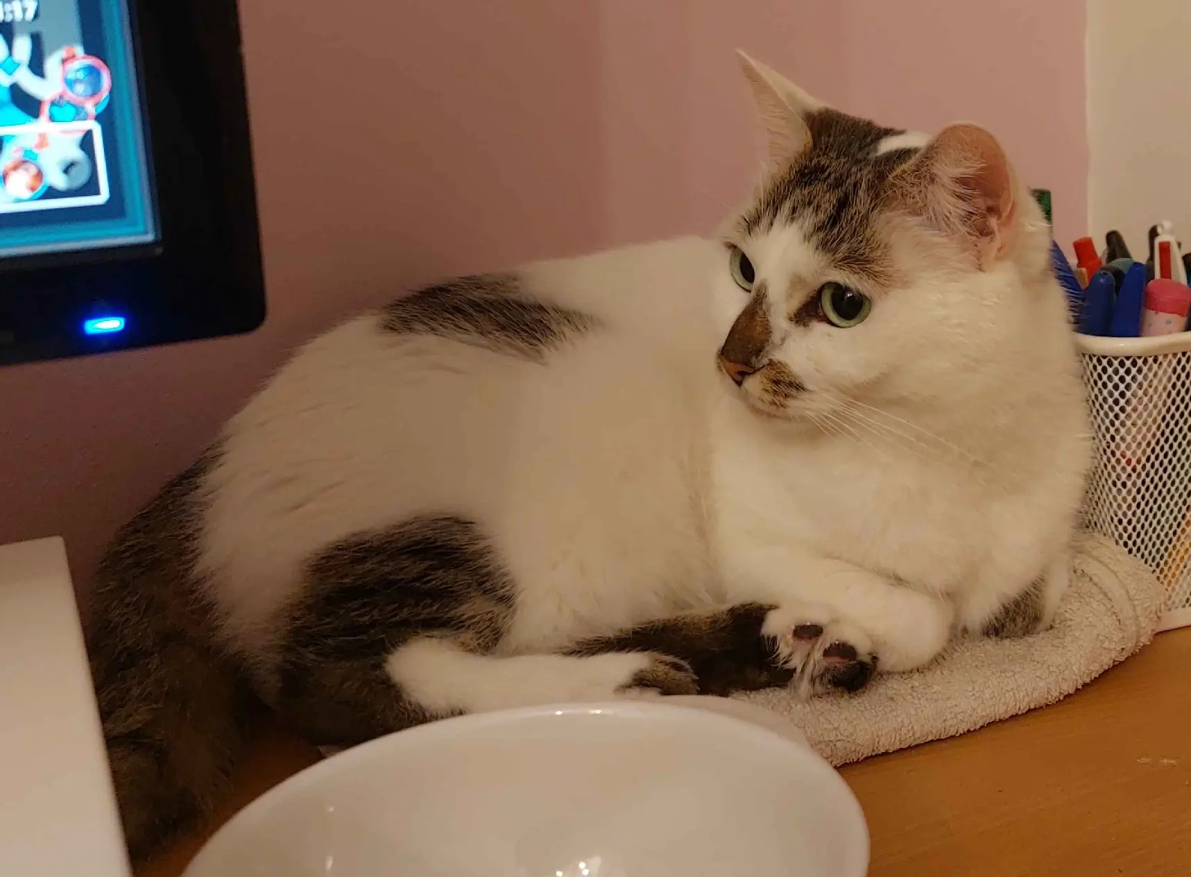 chatte lost 8 Avenue des Amaryllis 44300 Nantes Réglisse