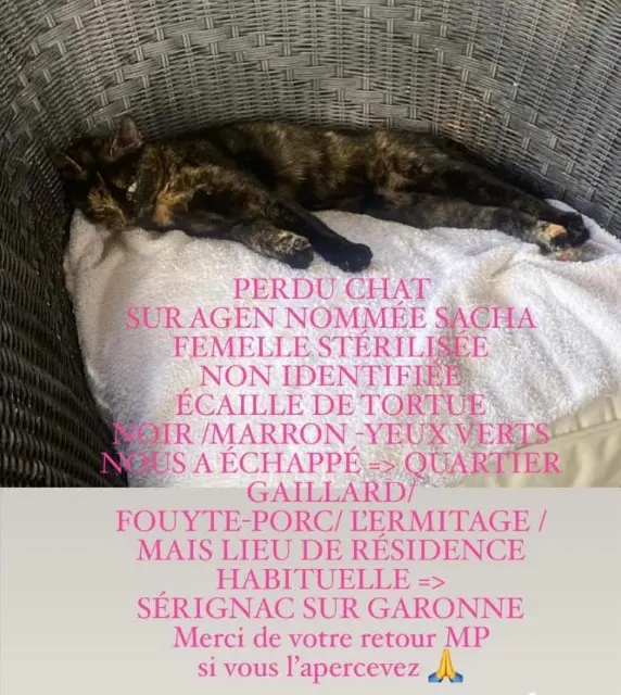 chatte lost   47000 Agen SACHA