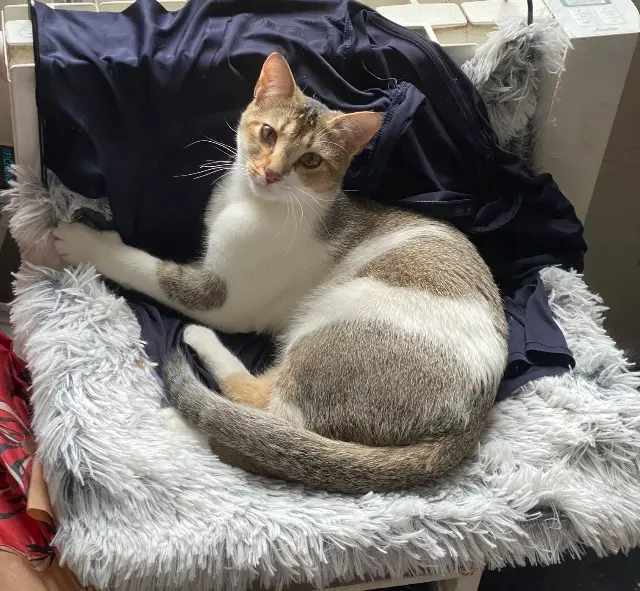 cat lost   51100 Reims Giulia