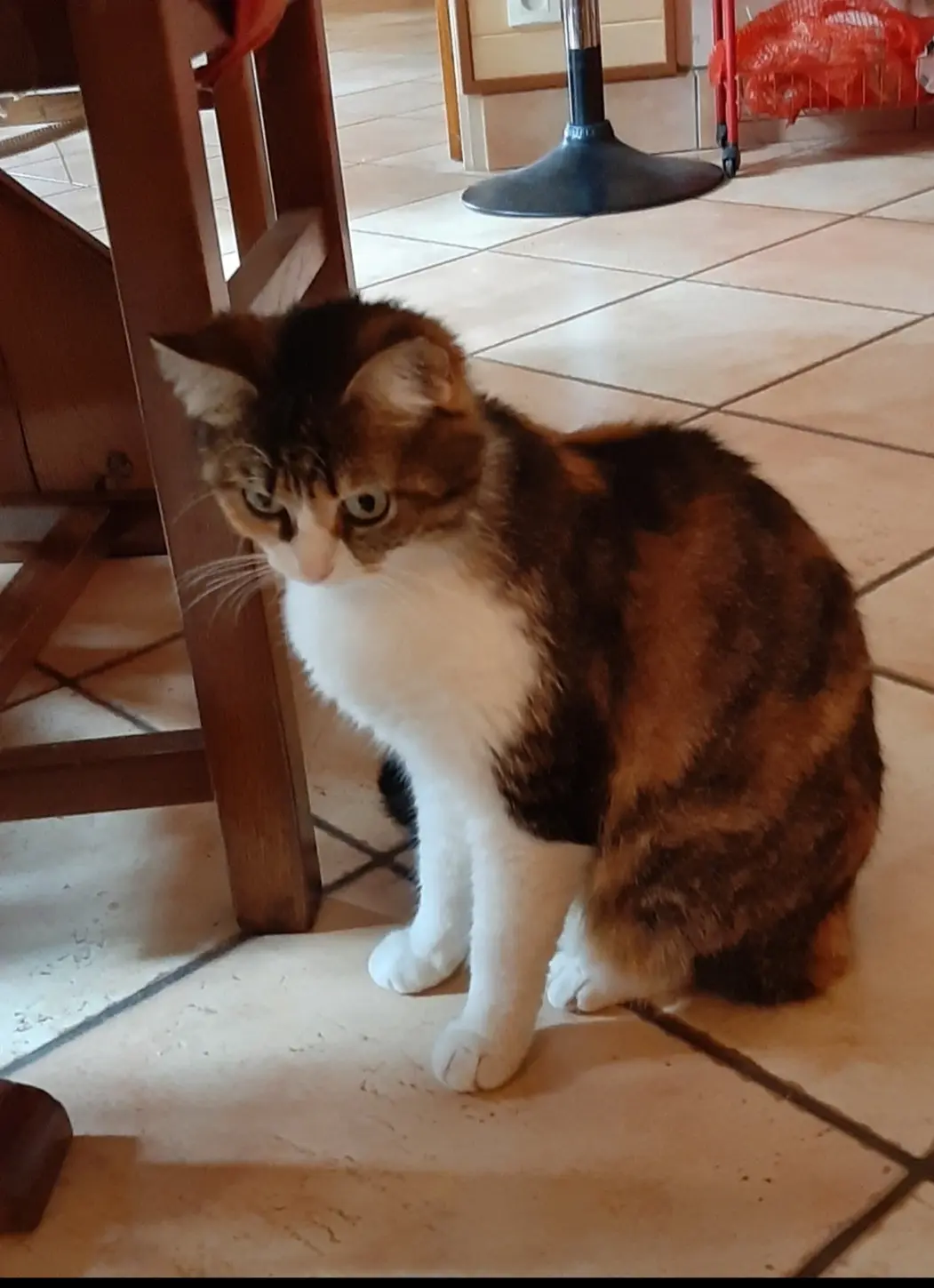 Chatte Perdue 53 Mayenne