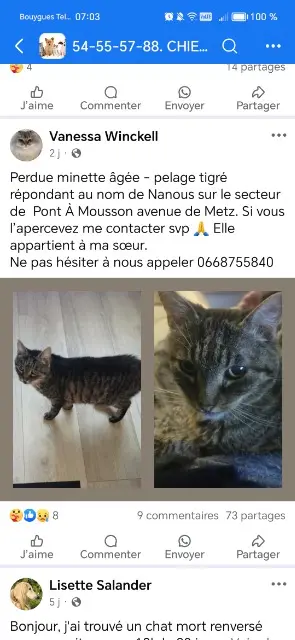 chatte lost   54700 Pont-à-Mousson Nanous