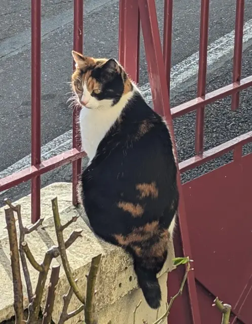 cat lost   55100 Verdun Zeina