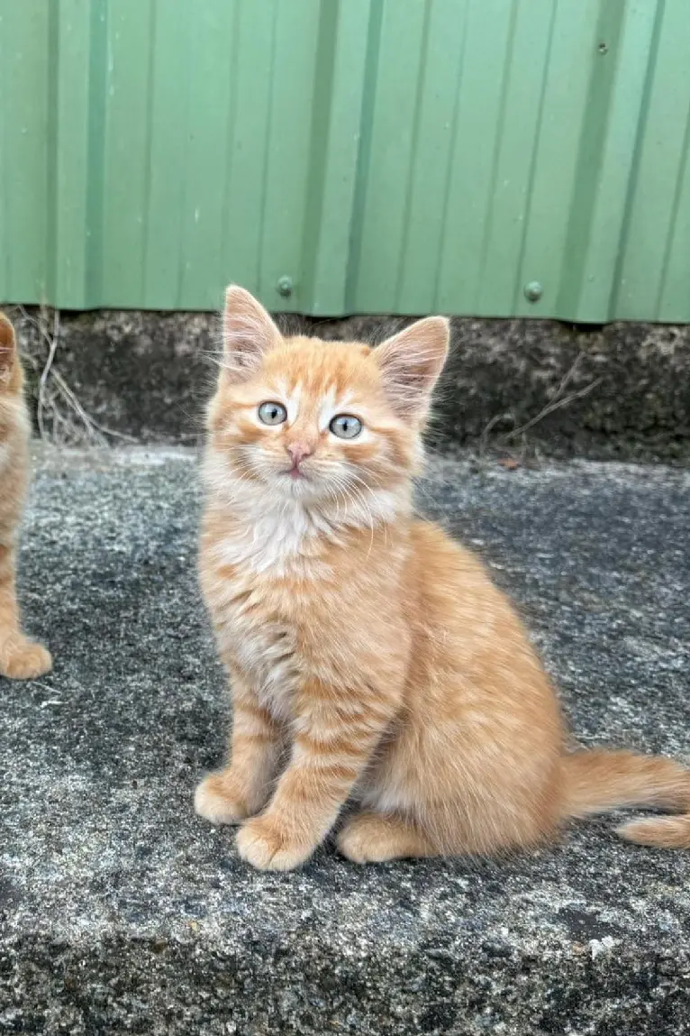 Chatte Perdue 56 Morbihan Saint-Gérand-Croixanvec - Zitoun