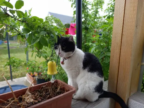 Chatte Perdue 57 Moselle - Tornado