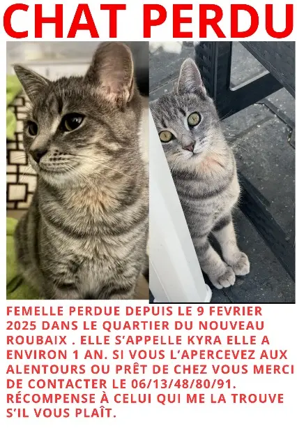 cat lost   59100 Roubaix Kyra