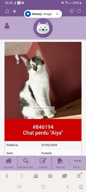 cat lost   62230 Outreau Aiya