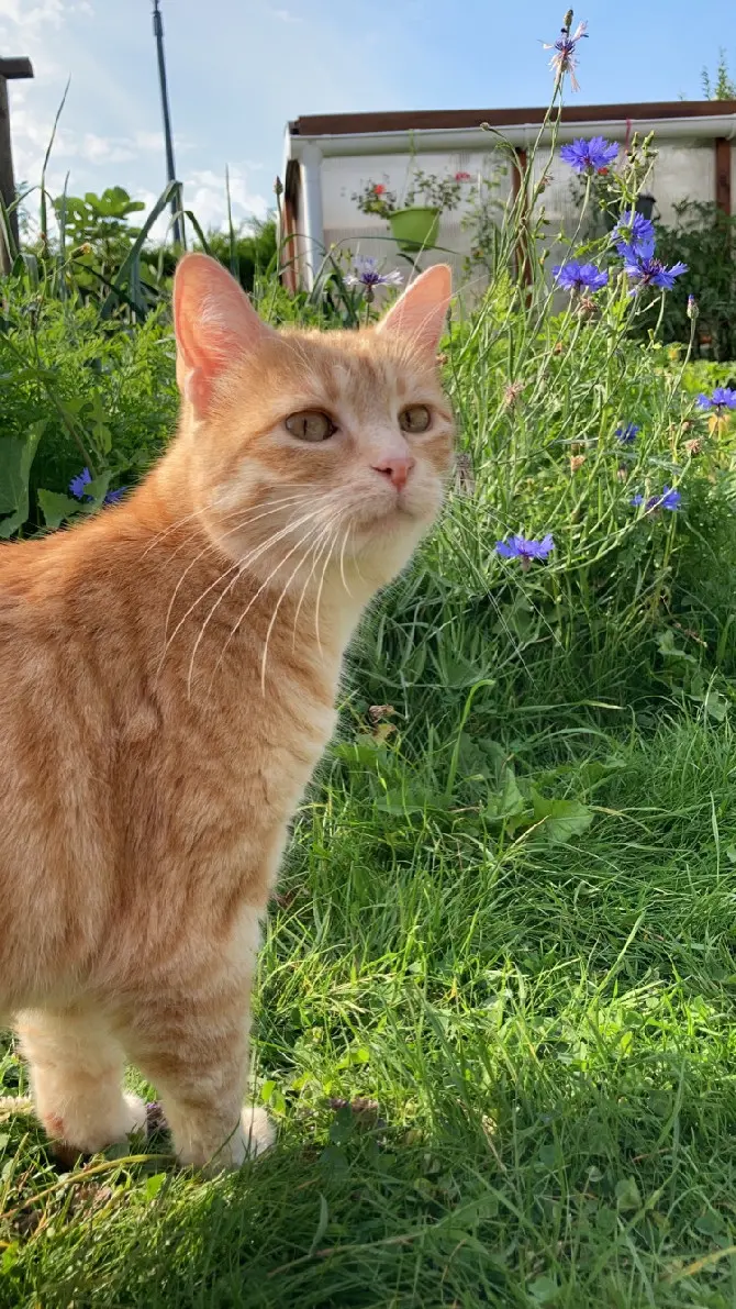 Chatte Perdue 62 Pas-de-Calais - Luna