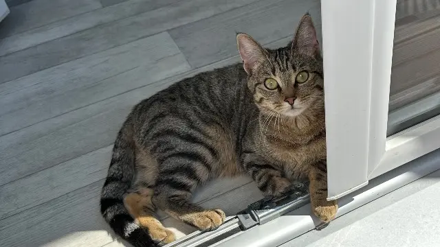 cat lost   62700 Bruay-la-Buissière Mia