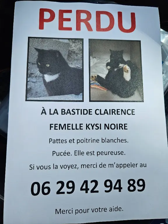 Chatte Perdue 64 Pyrénées-Atlantiques