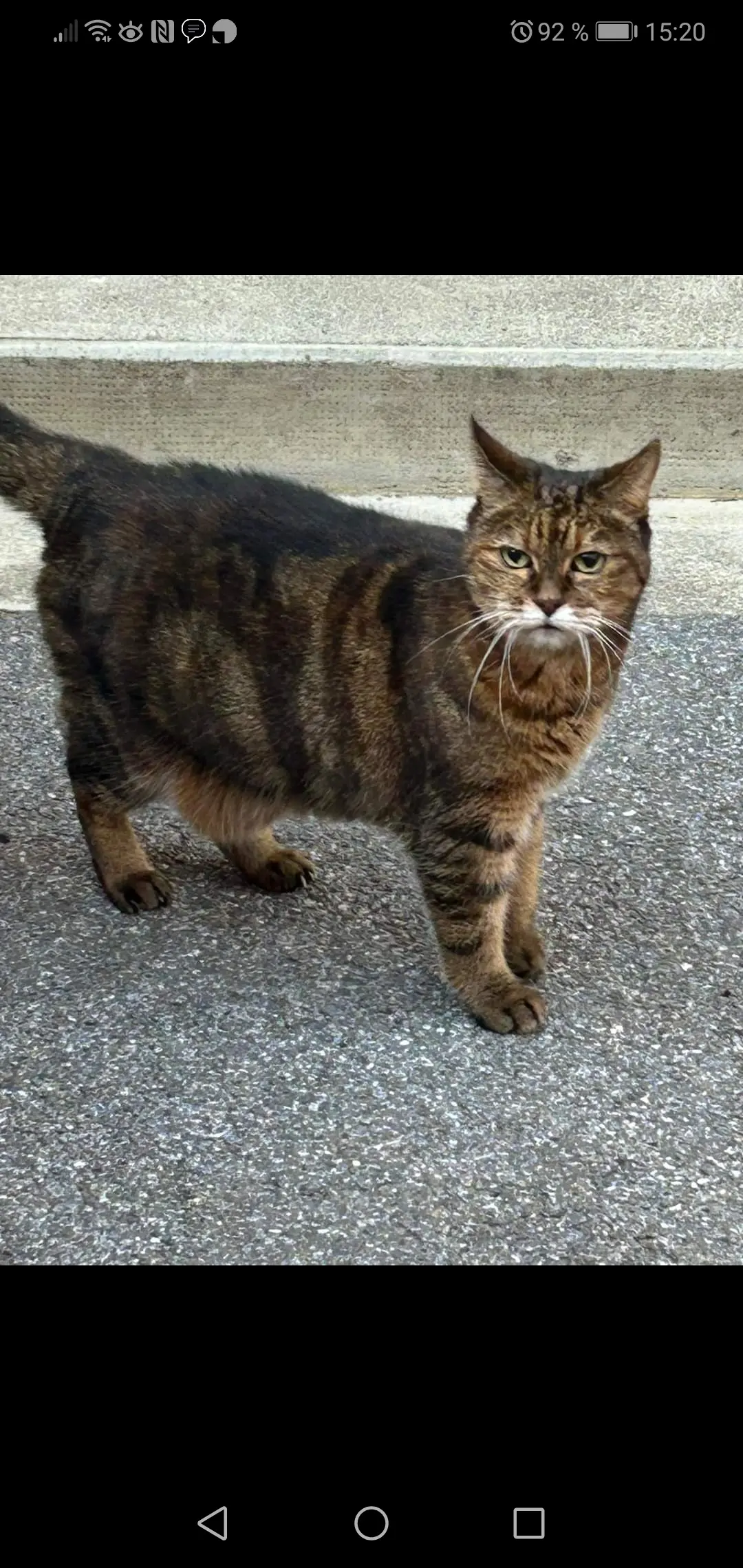 Chatte Perdue 66 Pyrénées-Orientales - Manou