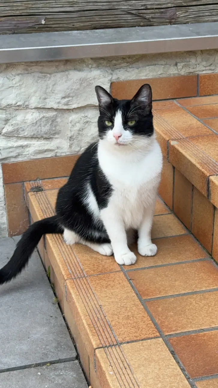 Chatte Perdue 67 Bas-Rhin