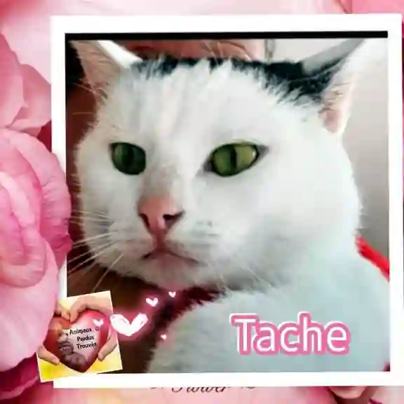 Chatte Perdue 67 Bas-Rhin Strasbourg - Tache