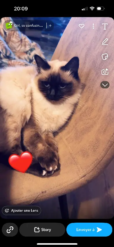 Chatte Perdue 68 Haut-Rhin Mulhouse - Gagoune